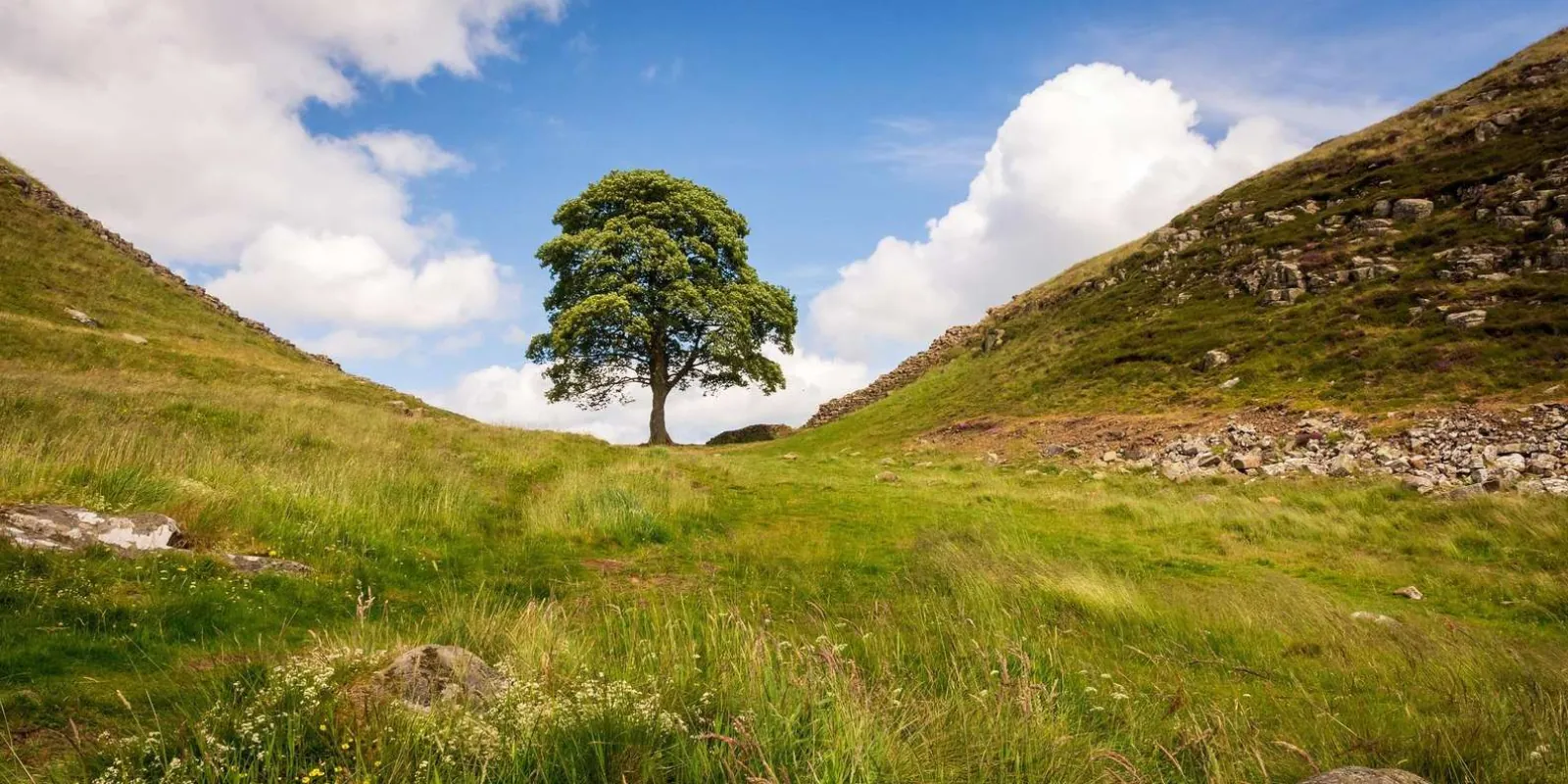 A lone sycamore in a dip on the ridge beside Hadrian's Wall