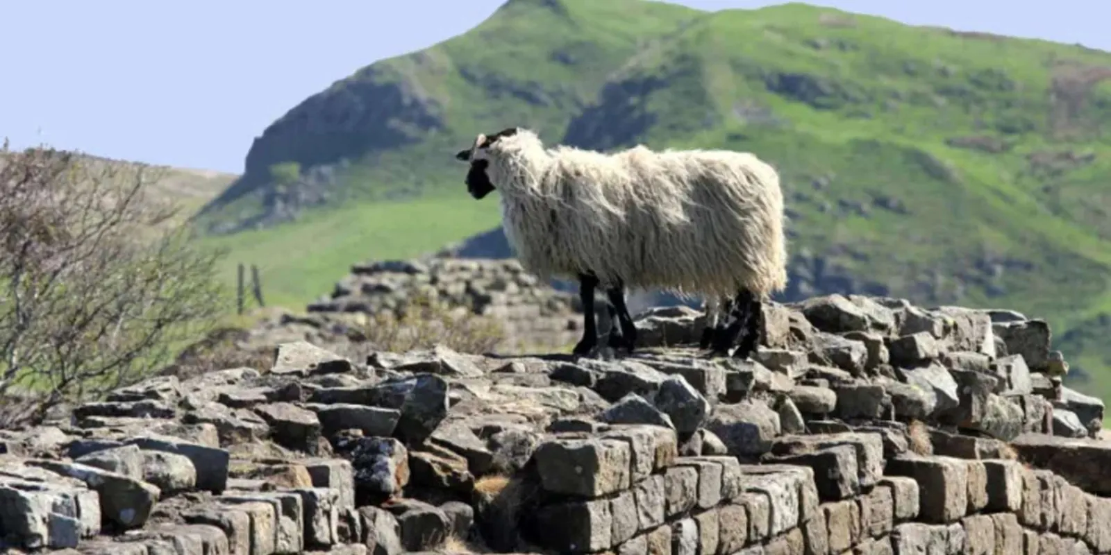 A Northumberland blackface sheep standing on a drystone wall above the Wall country