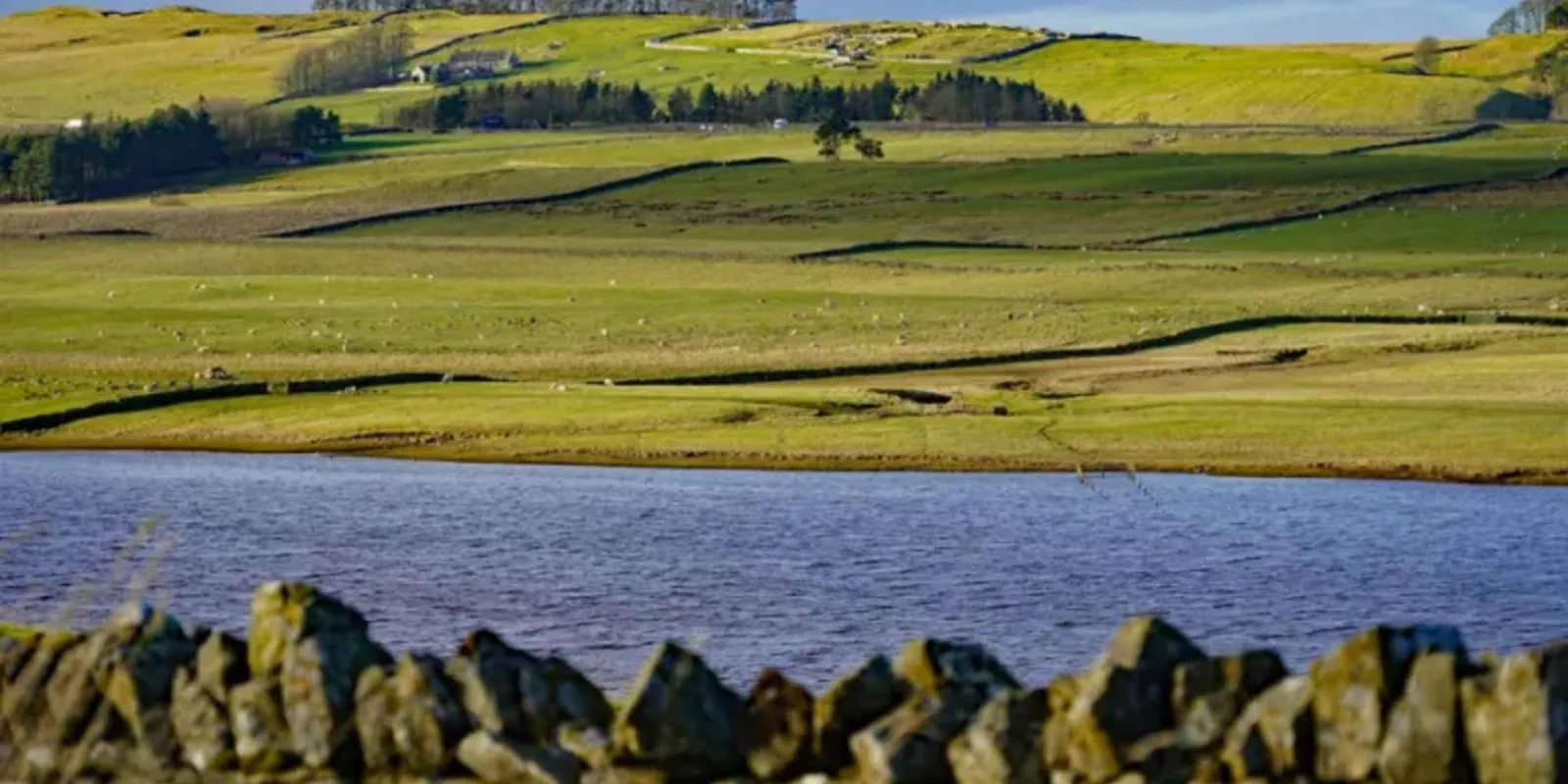 A drystone wall and reed-fringed lough in Northumberland National Park