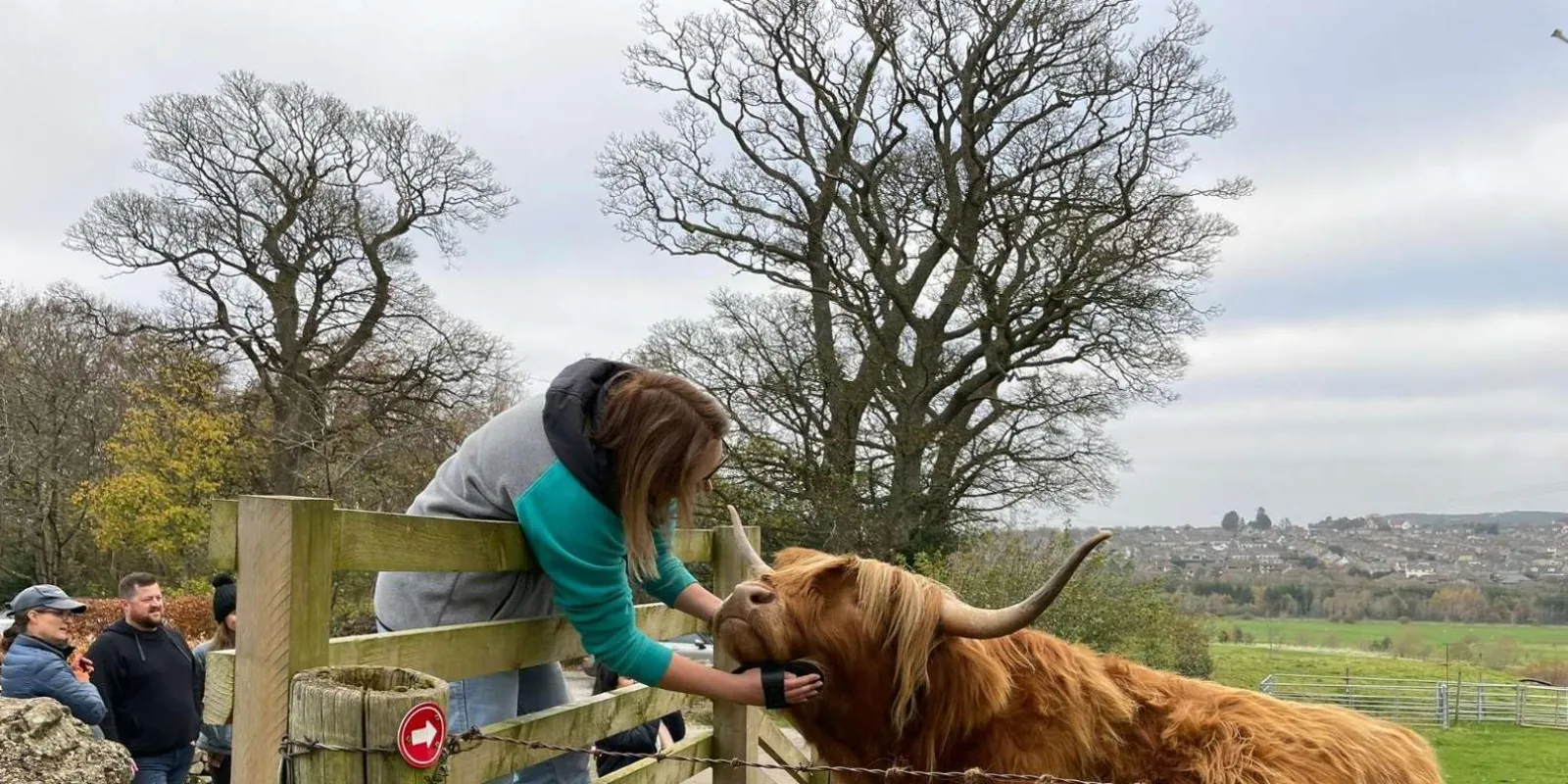 A Highland cow being fed at a roadside stop in the Scottish Borders