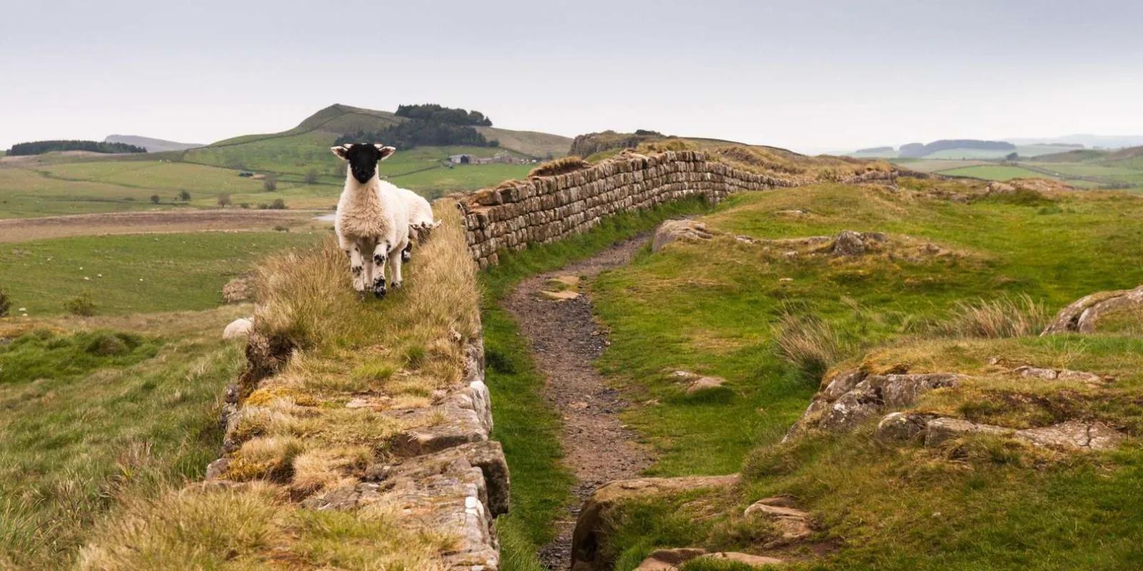 A sheep standing on the Hadrian's Wall Path where the Wall crosses open moorland